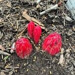 Sarcodes sanguinea Çiçek