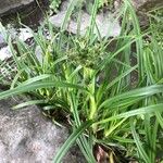 Scirpus sylvaticus Leaf