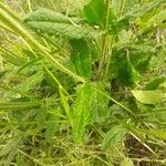 Betonica officinalis Leaf