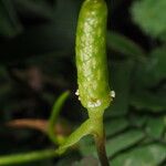 Anthurium scandens Blomma