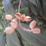 Pilocarpus pennatifolius Frukt