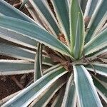 Agave viviparaHostoa