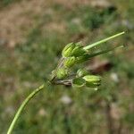 Erodium moschatum Vrucht