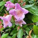 Abelia x grandiflora Flower