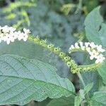 Heliotropium tiaridioides Flower