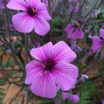 Geranium maderense 花