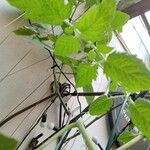 Solanum pimpinellifolium Blad