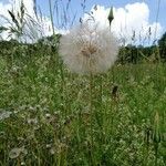 Taraxacum rubicundum花