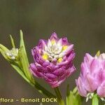 Polygala curtissii Flower