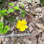 Hieracium venosum Цветок