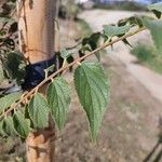 Celtis africana Leaf