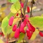 Berberis vulgaris 果實