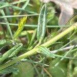 Helianthemum apenninum Leaf