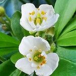 Choisya ternata Flower