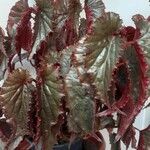 Begonia aconitifoliaBlad