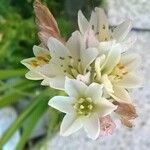 Brimeura fastigiata Flower