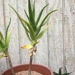 Aloe fibrosa ഇല
