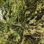 Schismus arabicus Hábito