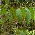 Piper aduncum Flower