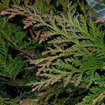 Thuja plicata Fuelha