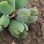 Conophytum bilobum 葉