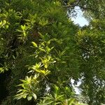 Madhuca longifolia 整株植物