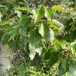 Populus balsamifera Lapas