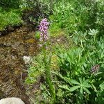 Pedicularis groenlandica Συνήθη χαρακτηριστικά