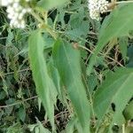 Eupatorium perfoliatum Liść