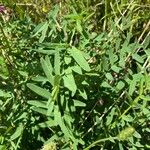 Onobrychis viciifolia Blatt