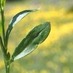 Polygala alpestris Blatt