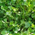 Medicago coronata Leaf