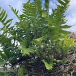 Polypodium vulgare Ліст