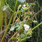 Begonia hirtella Blad