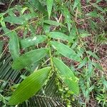 Lasiacis ligulata Leaf