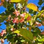 Euonymus atropurpureus Plod