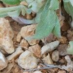 Chardinia orientalis Hoja