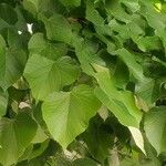 Tilia americana Folha