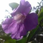 Saritaea magnifica Blüte