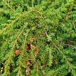 Juniperus communis Лист