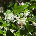 Trachelospermum jasminoides (Lindl.) Lem.Цвят