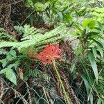 Lycoris radiata Virág