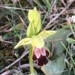 Ophrys fusca Цвят