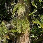 Lycopodium volubile Cortiza