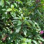 Fuchsia arborescens Hábito