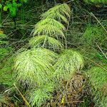 Equisetum sylvaticum Folla