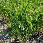 Oryza sativa Vekstform