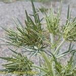Cirsium richterianum Habit