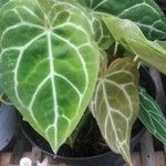 Anthurium clarinervium List