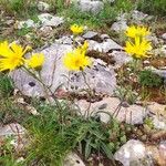 Inula montana Habit